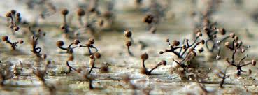 Attēlu rezultāti vaicājumam “Chaenotheca brunneola”