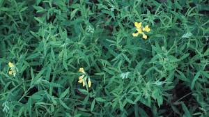 Attēlu rezultāti vaicājumam “Lathyrus pratensis fruit”