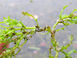 Attēlu rezultāti vaicājumam “Najas marina leaf”