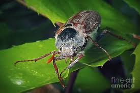 Attēlu rezultāti vaicājumam “Melolontha melolontha”