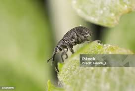 Attēlu rezultāti vaicājumam “Protapion sp.”