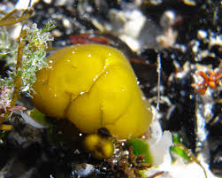 Attēlu rezultāti vaicājumam “Leskea polycarpa sporophyte”