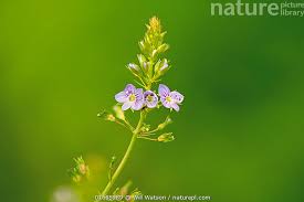 Attēlu rezultāti vaicājumam “Veronica anagallis-aquatica flower”