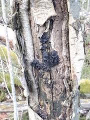 Attēlu rezultāti vaicājumam “Biscogniauxia repanda”