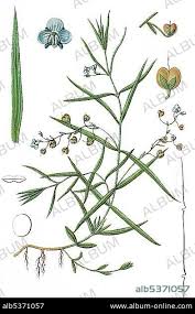 Attēlu rezultāti vaicājumam “Veronica scutellata”