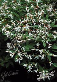 Attēlu rezultāti vaicājumam “Gillenia trifoliata flower”