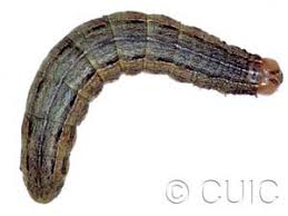 Attēlu rezultāti vaicājumam “Mythimna sp.”