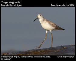 Attēlu rezultāti vaicājumam “Tringa stagnatilis adult”