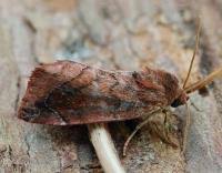 Attēlu rezultāti vaicājumam “Cosmia pyralina”