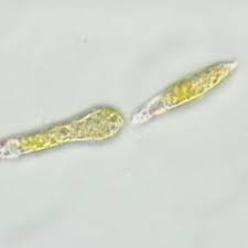 Attēlu rezultāti vaicājumam “Hygrohypnum luridum sporophyte”