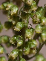 Attēlu rezultāti vaicājumam “Artemisia campestris bud”