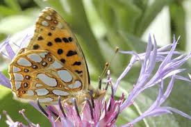 Attēlu rezultāti vaicājumam “Issoria lathonia”