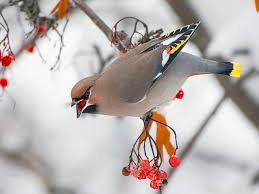 Attēlu rezultāti vaicājumam “Bombycilla garrulus adult”