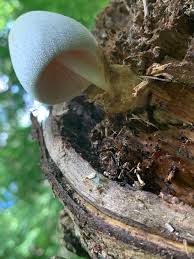 Attēlu rezultāti vaicājumam “Volvariella bombycina”