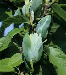 Attēlu rezultāti vaicājumam “Magnolia acuminata bud”