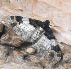 Attēlu rezultāti vaicājumam “Catarhoe cuculata”