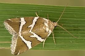 Attēlu rezultāti vaicājumam “Deltote bankiana”