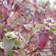 Attēlu rezultāti vaicājumam “Cornus sericea”