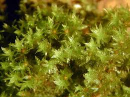 Attēlu rezultāti vaicājumam “Conardia compacta macro”