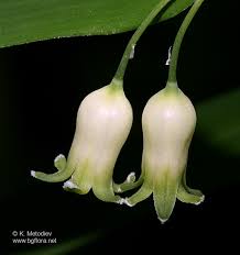 Attēlu rezultāti vaicājumam “Polygonatum verticillatum bud”