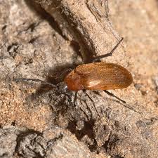 Attēlu rezultāti vaicājumam “Pseudocistela ceramboides”