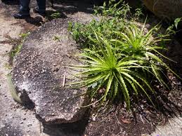 Image result for intemperismo