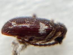 Attēlu rezultāti vaicājumam “Ptinus sp. female”