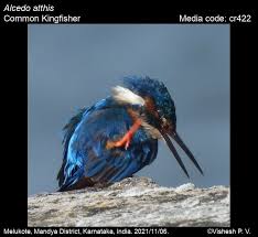 Attēlu rezultāti vaicājumam “Alcedo atthis”