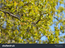 Attēlu rezultāti vaicājumam “Acer tataricum subsp. ginnala bud”