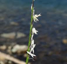 Attēlu rezultāti vaicājumam “Nardus stricta”