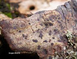 Attēlu rezultāti vaicājumam “Arthonia byssacea”