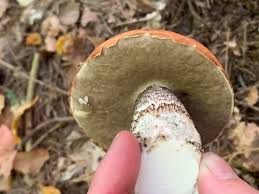 Attēlu rezultāti vaicājumam “Leccinum vulpinum”