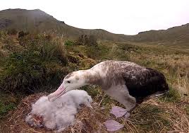 Image result for albatross dead chick