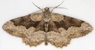 Attēlu rezultāti vaicājumam “Alcis repandata”