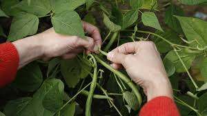 Image result for Buschbohnen