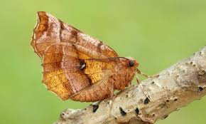 Attēlu rezultāti vaicājumam “Selenia dentaria larva”