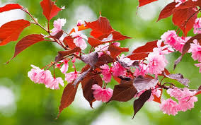 Attēlu rezultāti vaicājumam “Prunus padus var. roseiflora flower”