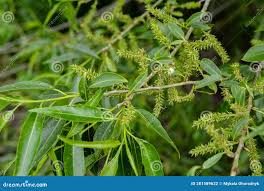 Attēlu rezultāti vaicājumam “Salix triandra male flower”
