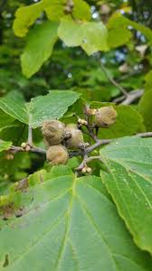 Attēlu rezultāti vaicājumam “Hamamelis virginiana”
