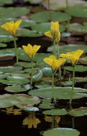 Image result for Seekanne