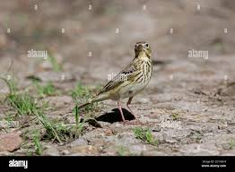 Image result for Anthus trivialis