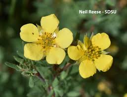 Attēlu rezultāti vaicājumam “Potentilla erecta fruit”