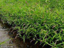 Attēlu rezultāti vaicājumam “Persicaria hydropiper”