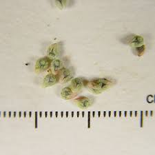 Attēlu rezultāti vaicājumam “Persicaria lapathifolia fruit”