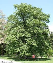 Attēlu rezultāti vaicājumam “Tilia x moltkei”