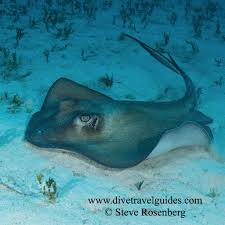 Image result for Hypanus americanus