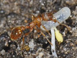 Attēlu rezultāti vaicājumam “Myrmica rubra”