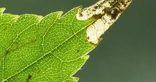 Attēlu rezultāti vaicājumam “Bucculatricidae”