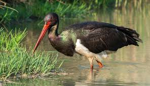 Attēlu rezultāti vaicājumam “Ciconiiformes”