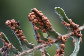 Attēlu rezultāti vaicājumam “Diderma simplex macro”